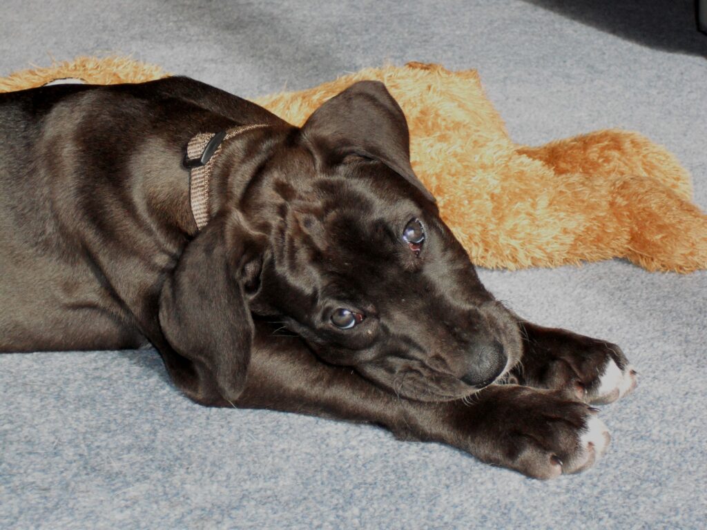 Great Dane pup