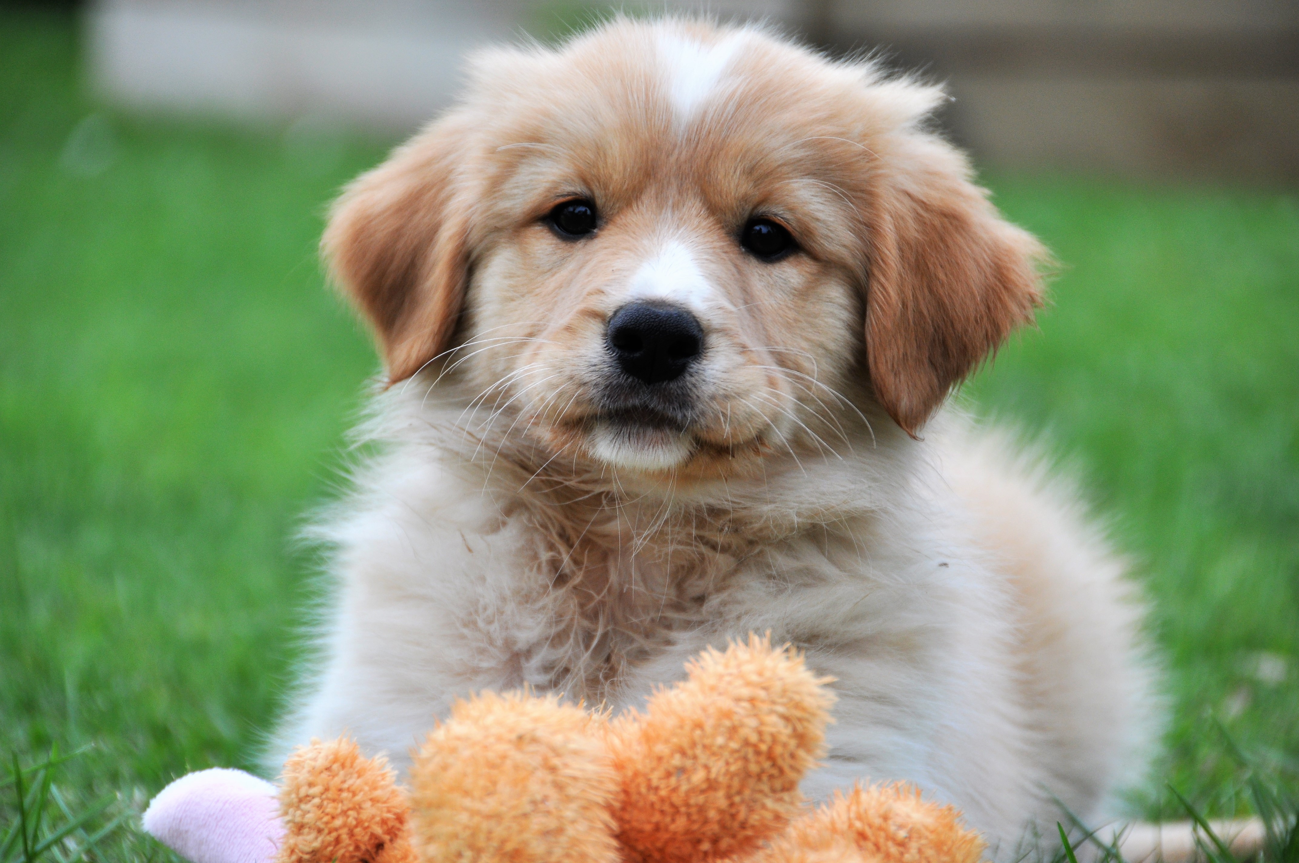 Baby Puppy