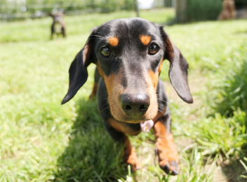 Sadie the Duchshund
