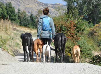 Pack Walking