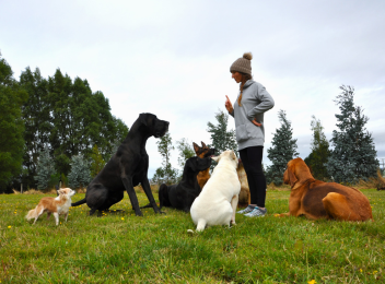 Pack Training