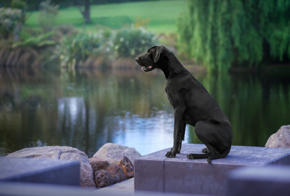 Great Dane in Public